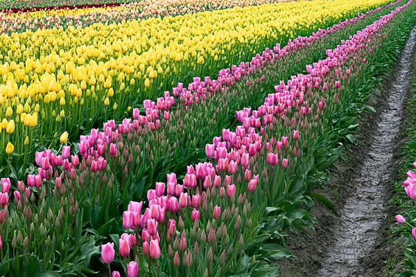 Tulipani rosa e gialli piantati in file, con file decrescenti — Foto Stock