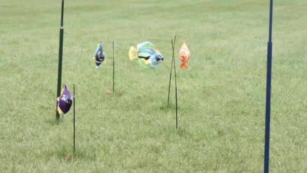 Fish kites staked into the grass flying on a windy day — Stock Video