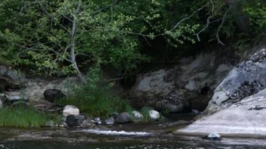 Genç bir kadın yaşlı bir ağacın yanında köpeğini gezdiriyor.