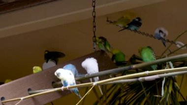 Muhabbet kuşları küçük gruplar halinde oturuyor.