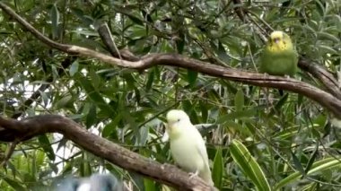 Muhabbet kuşları küçük gruplar halinde oturuyor.