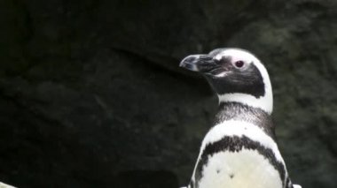 Penguen dikilip etrafa bakıyor.