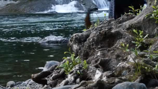 Joven mujer caminando un brindle perro a lo largo de un río por un viejo árbol — Vídeos de Stock
