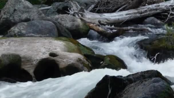 Snabb flod rusar över stora stenblock som rinner genom en skog — Stockvideo