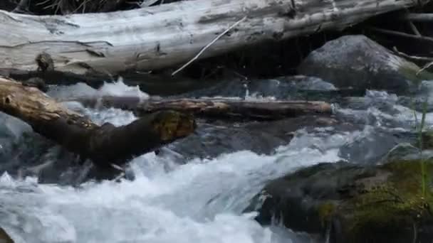 Gyors folyó rohanó át nagy sziklák áramló az erdőben — Stock videók