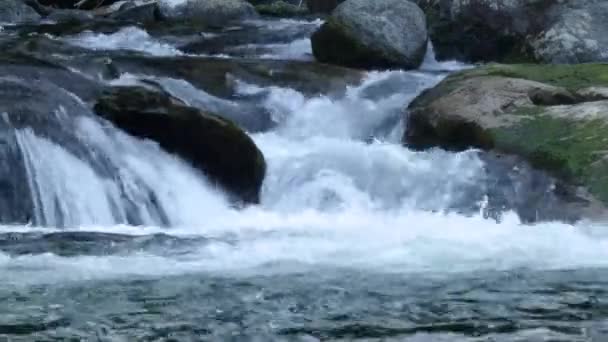 Gwałtowna rzeka przepływająca przez duże głazy przepływające przez las — Wideo stockowe