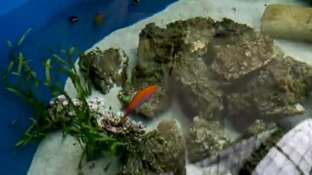 きれいな水族館で鮮やかなオレンジ色の魚が泳ぐ — ストック動画