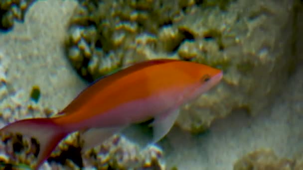 Leuchtend orangefarbene Fische schwimmen im gut gereinigten Aquarium — Stockvideo