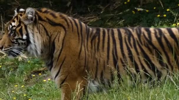 Grote tijger beweegt zich door hoge grassen — Stockvideo