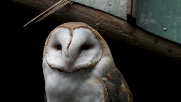 Barn owl looking around against wood — Stock Video
