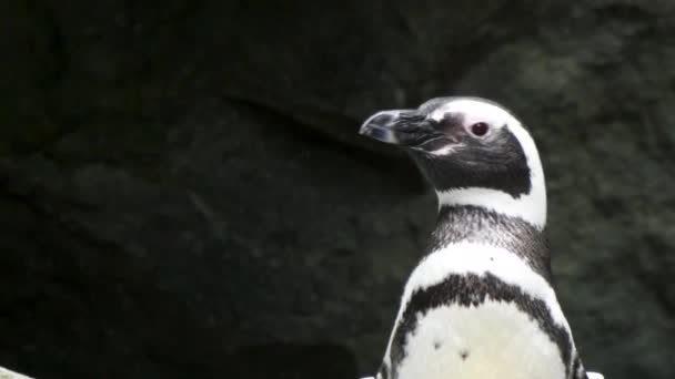 Pingvin áll és körülnéz a területen — Stock videók
