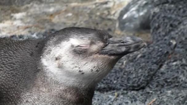 Kleiner Pinguin ruht beim Öffnen und Schließen der Augen — Stockvideo