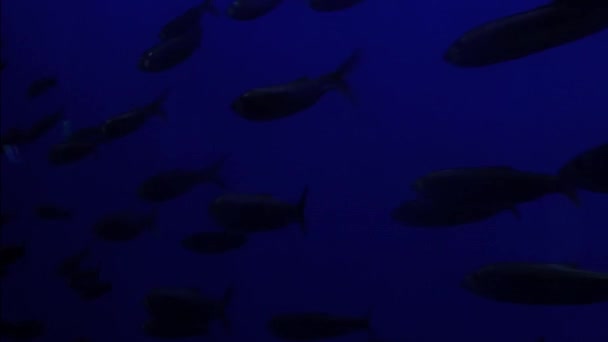 Большая группа плавающих вместе рыб — стоковое видео