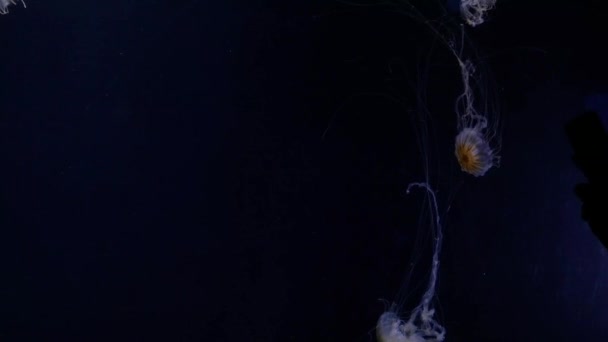 Mermelada de peces balanceo y natación contra el azul profundo — Vídeos de Stock