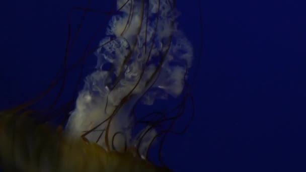 Jelly fish bobbing and swimming against deep blue — Stock Video