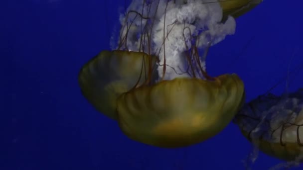 ゼリー魚のボビングと深い青色に対する水泳 — ストック動画