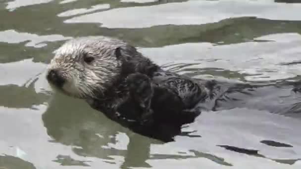 Sea otter swimming and playing on its back — Stock Video