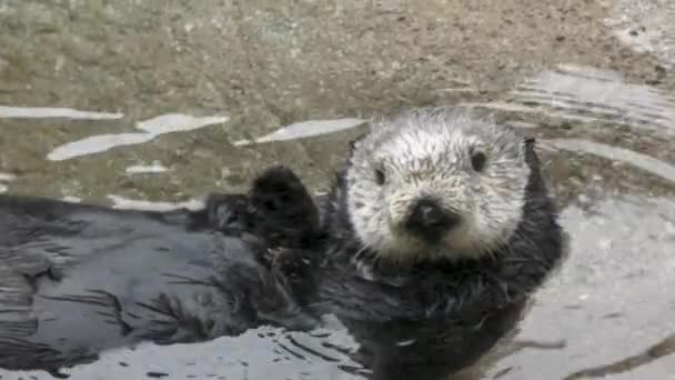 Sea otter swimming and playing on its back — Stock Video