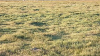 Washington eyaletinin güneşli bölgesinde yeşil çimenler büyüyor.