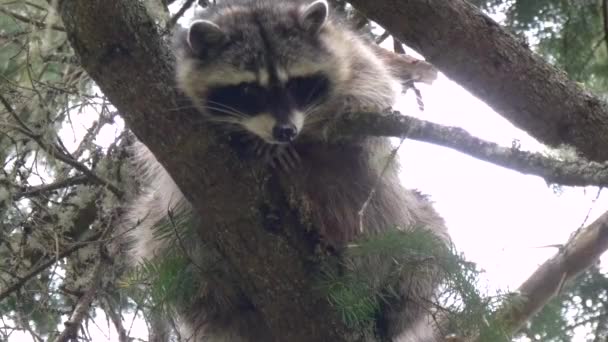 A single young raccoon perched up in a pine tree — Stock Video
