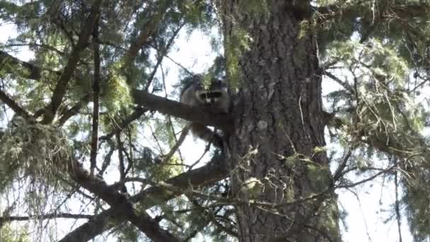 Один молодий єнот, просочений в сосновому дереві піднімається — стокове відео