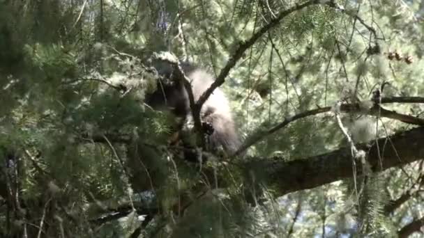 Un seul jeune raton laveur perché dans un pin regardant vers le bas — Video