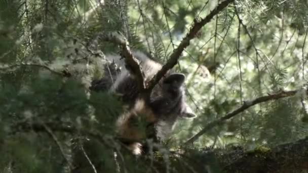 Grooming young raccoon perched up in a pine tree — Stock Video