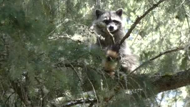 Jonge wasbeer kijkt uit vanaf de zitplaats in een dennenboom — Stockvideo