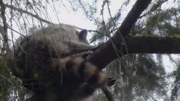 Young raccoon looks out from perch up in a pine tree — ストック動画