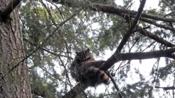 Genç rakun, bir çam ağacının tepesinden dışarı bakar. — Stok video