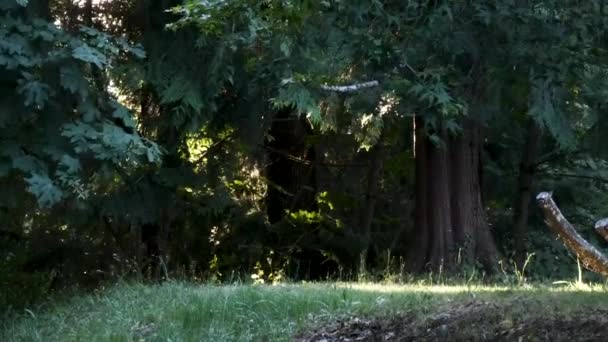 Kleine Käfer fliegen im Sommer um Gras und Baum — Stockvideo