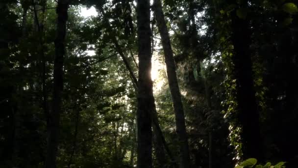 Sombra oscura y luz brillante en el bosque con insectos volando — Vídeo de stock