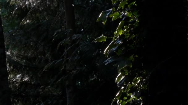 Sötét árnyék és fényes fény az erdőben a bogarak repülnek — Stock videók