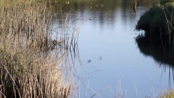 hirondelles volent d'un endroit à l'autre le long des rives du canal de capot 
