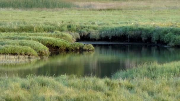 Hirondelles volant autour des zones humides sur l'herbe verte — Video