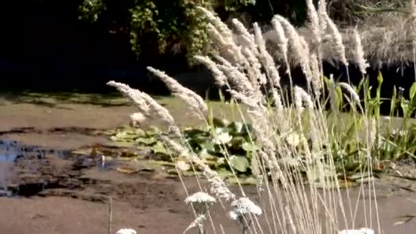 Grüner Teich mit Wasserlinsen unter gelbem Goldgras — Stockvideo