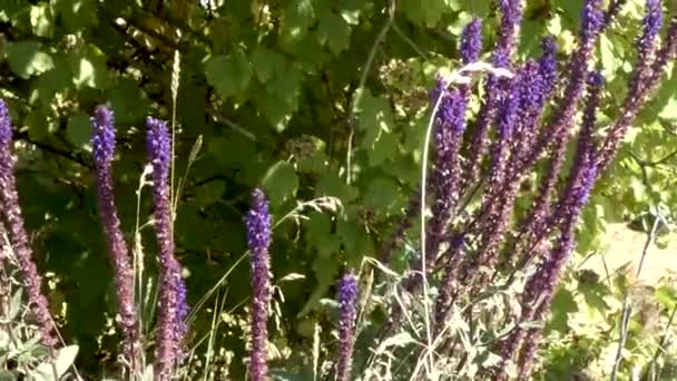 Purpurblaue Salvia gegen dunkelgrüne Sträucher — Stockvideo