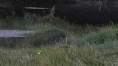 Kanal boyunca çimenli yaşam alanı