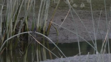 Muzigler Nehri Vadisi, Hulunbuir Çayırı..