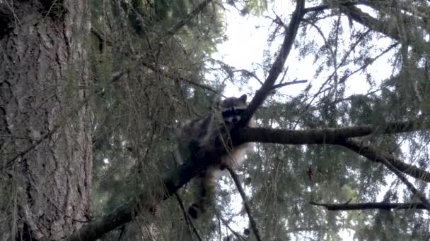 Jonge wasbeer kijkt uit vanaf een plek in een dennenboom — Stockvideo