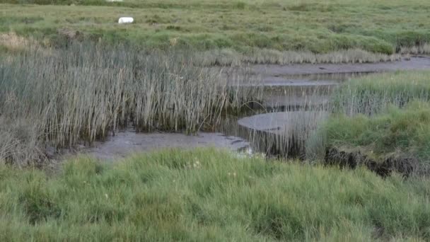 Zwaluwen vliegen rond de grasrand van een kanaal — Stockvideo