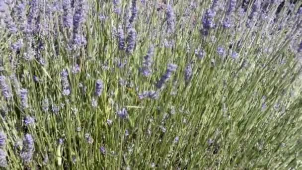 Lavendel groeit en waait in een wind — Stockvideo