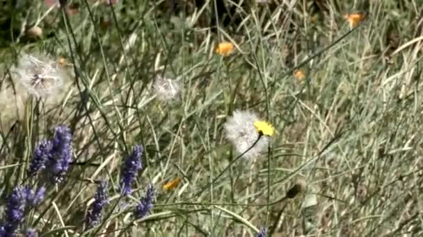 Dandilion y lavanda con flores silvestres creciendo — Vídeos de Stock