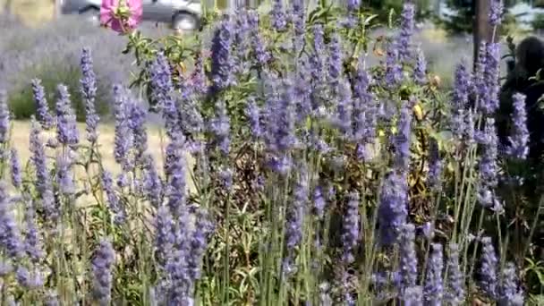 Auto guida dietro un gruppo di lavanda — Video Stock