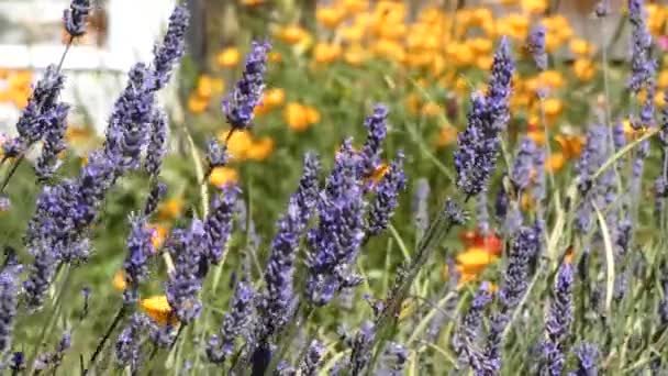 Fényes lila levendula ellen fényes narancssárga kaliforniai poppys — Stock videók