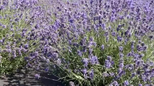 Lavendel wächst, Bienen bestäuben im Sommer — Stockvideo