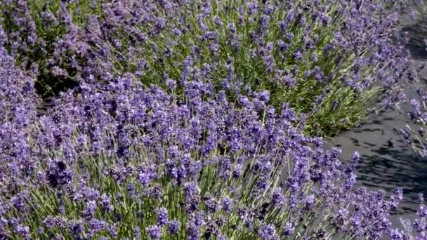 Arbustos de lavanda crescendo juntos em cachos no verão — Vídeo de Stock