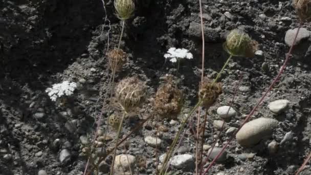 Queen annes lace going to seed and dying against dirt wall — стоковое видео