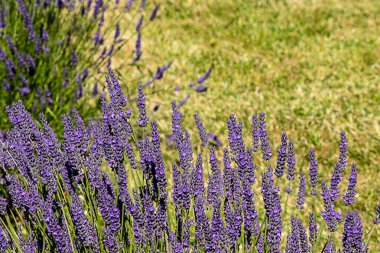Parlak mor lavanta çiçekleri bir çiftlikte çiçekleniyor.