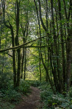 Eğreltiotları ve yosunlarla kaplı ormandaki çam ağaçları